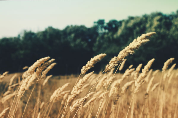 在线轰炸机免费版